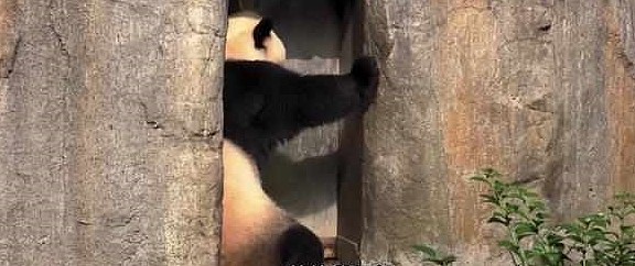 熊猫妈妈正睡午觉，一见它便逃跑，网友：这是国宝唯一的“克星” - 5