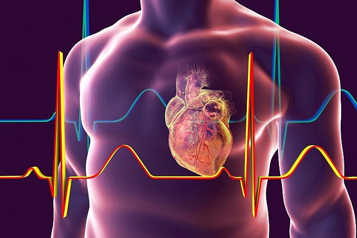 Human-Body-Heart-Rate.jpg