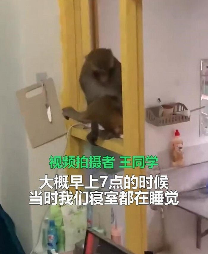 两只猴子闯入女生寝室“大闹天宫”：吃吃喝喝、拿走玫瑰花 - 2