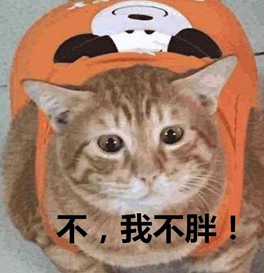 铲屎官给橘猫买衣服嗮买家秀，客服：删了你那张“猪”照全额退款 - 4