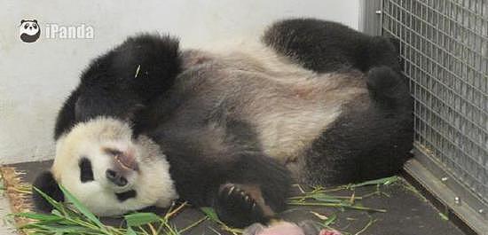 看看这只熊猫宝宝的出生满月情况，就知道比利时人有多喜欢熊猫！ - 7