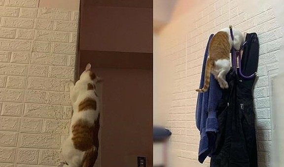 家中橘猫每天练双杠、爬墙，竟是为了做一些“猥琐”的事情！ - 4