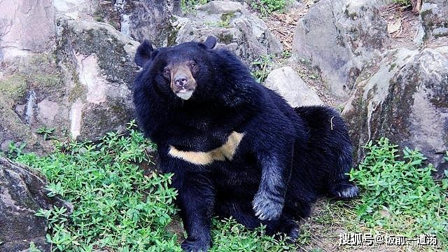熊科动物战斗力排行榜：黑狗熊排第六，前两名能完虐东北虎 - 6