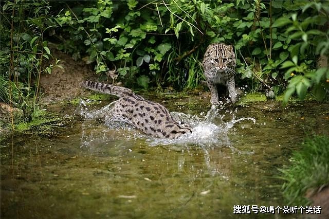 湄公河现猫科中的平头哥，尾巴能在水中掌舵，用胡须探测鱼儿位置 - 4