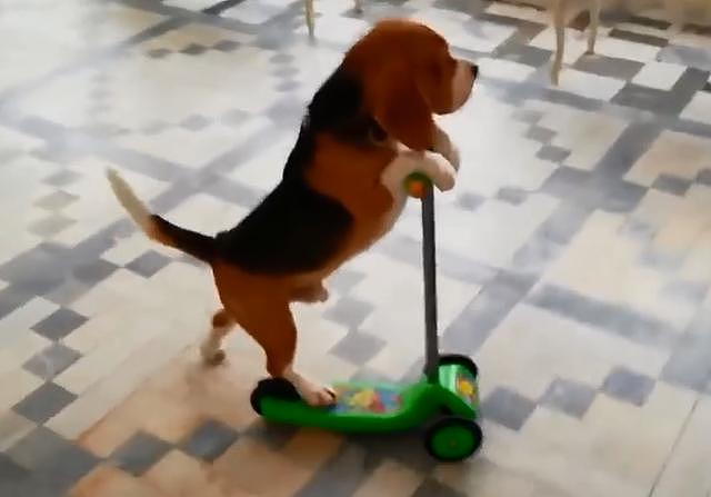 自从学会玩滑板车，比格狗狗开始耍起小脾气了 - 3