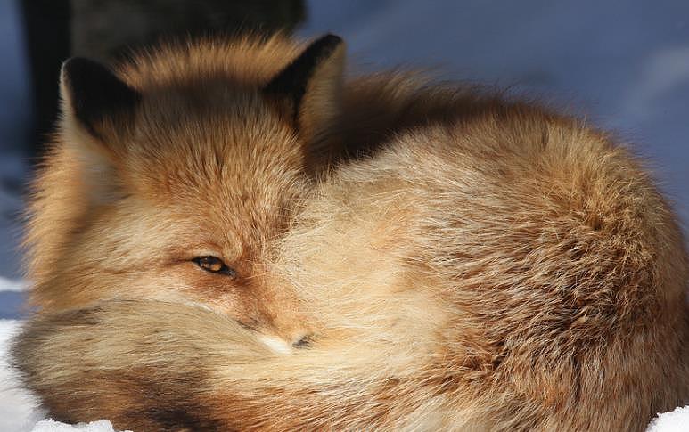 驯养的狐狸可以成为很棒的宠物，不要与驯服的野狐混淆，驯化的狐狸比野生的狐 - 5