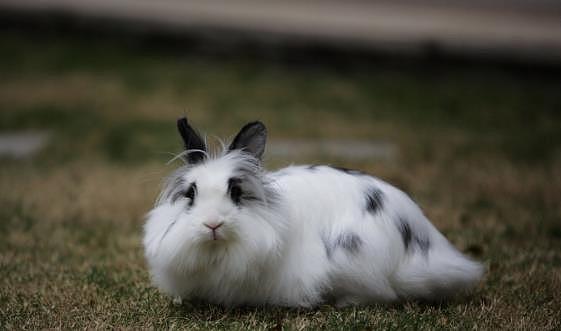适合家养的宠物兔，你都知道名字吗，超软萌的垂耳兔你爱了吗 - 3