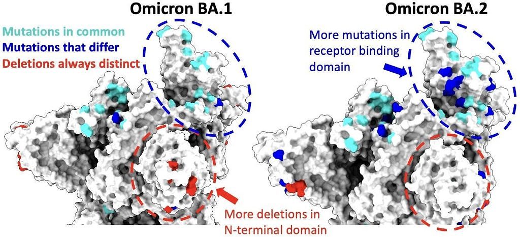 南非科学家称omicron的BA.2亚种迅速传播 或再次引发感染高峰 - 1