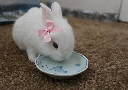 兔兔日记：兔子粪便上有胶冻是什么病 - 4