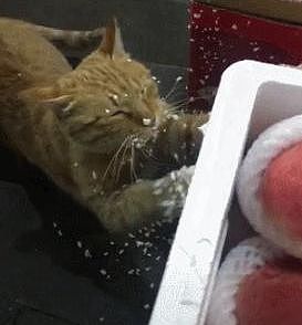 橘猫在水果摊前磨爪，为自己下了一场雪，猫：雪花那个飘 - 2