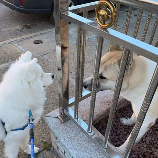 感情超深的三只狗狗，每天隔着围栏喊话，萨摩耶：我来找你玩啦！ - 4