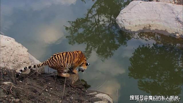 老虎认识自己的影子？一只孟加拉虎过河时被自己倒影吓得夺路而逃 - 4