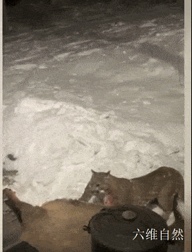 美国一只美洲金猫在居民门前捕杀麋鹿，被发现依依不舍放弃猎物，第二天又返回现场 - 1