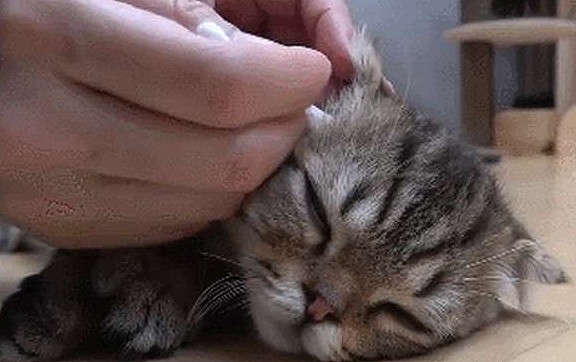 主人给小奶猫掏耳朵，都舒服的睡着了，网友：想起了小时候的自己 - 3
