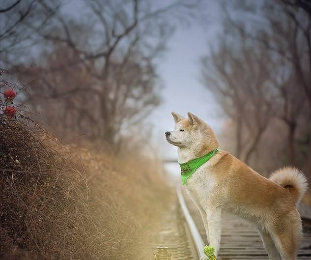 盘点那些被禁养的狗狗，藏獒在内，秋田犬为啥也要求禁养？ - 4