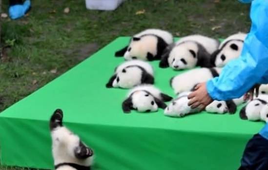 25只小熊猫表演“熊猫瘫”，它却意外上演摔跤，网友：成功抢镜！ - 4