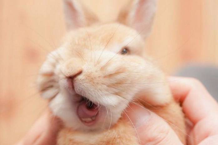 兔子为什么会得口角炎，兔子得口角炎的原因 - 3