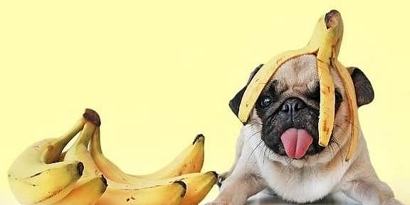 请狗狗吃香蕉，你需要担心的并不是中毒，而是狗狗吃得太多会变胖 - 6