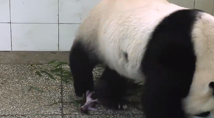 熊猫脚旁边挨着个东西，饲养员看清后愣在原地：我的亲娘哎 - 4