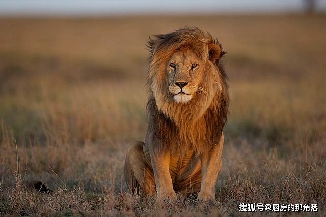 浅谈环境变化对狮子的影响，除了影响种群发展，还会改变其行为 - 2