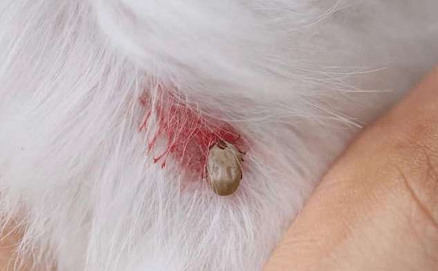 狗狗被蜱虫咬之后的危害？ - 1