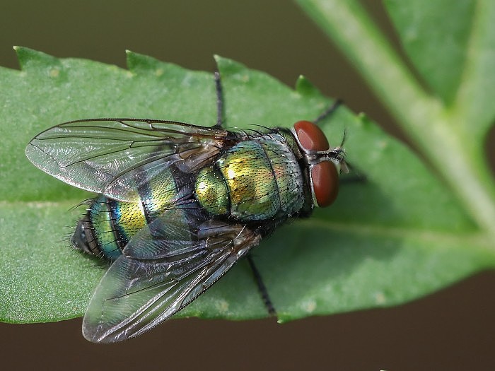Close-up_of_Chrysomya_(Old_World_blow_fly)_on_a_green_leaf_(cropped).jpg