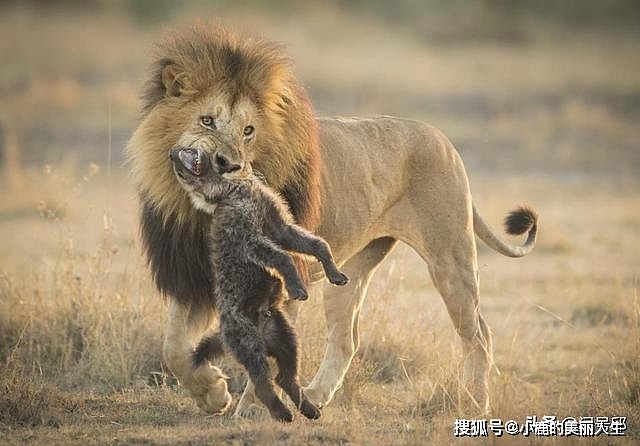 狮子与鬣狗的那些新仇旧恨史：非洲“二当家”是大猫们惹不起的 - 15
