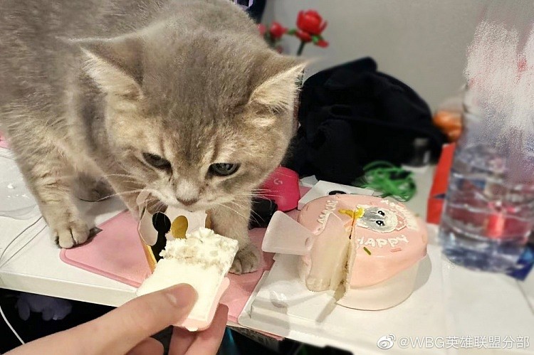WBG分享Xiaohu宠物麻薯生日返图：是一岁生日的快乐小猫咪! - 4