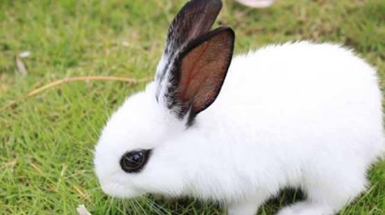 适合家养的宠物兔，你都知道名字吗，超软萌的垂耳兔你爱了吗 - 2