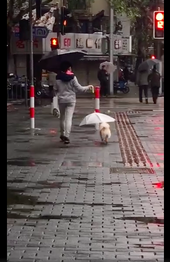 下雨了女子不仅自己撑伞，还为旁边的狗狗撑伞遮雨，这一幕好暖！ - 3