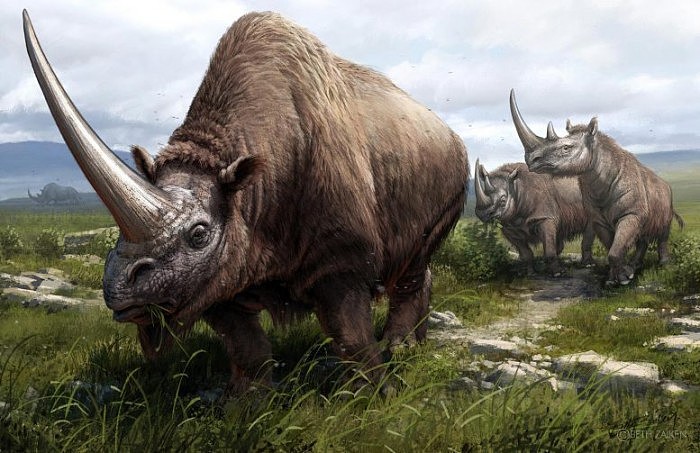 Three-Extinct-Rhinoceros-Species-777x503.jpg