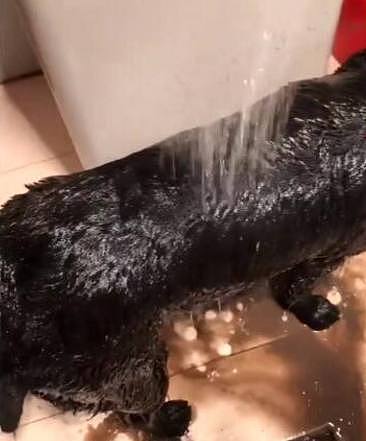 主人给黑狗洗澡，当水淋湿狗狗全身，流出来的水让他崩溃！ - 2