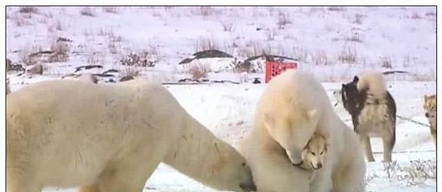 二哈被北极熊拥入怀中，下一秒表情吸睛，网友：大哥你抱错娃了！ - 4