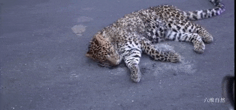 四川一网友发现一头受伤金钱豹，躺在路中间不能动弹，并非杭州出逃的豹子 - 5