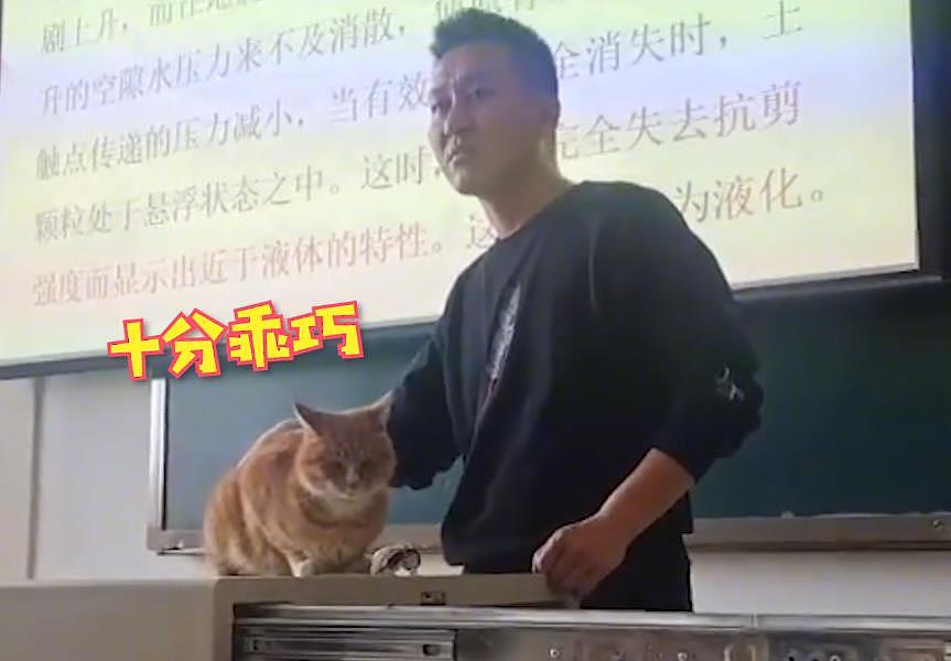 内蒙古一老师用橘猫当教具讲“鞭梢效应”，猫：下课把猫粮结一下 - 3