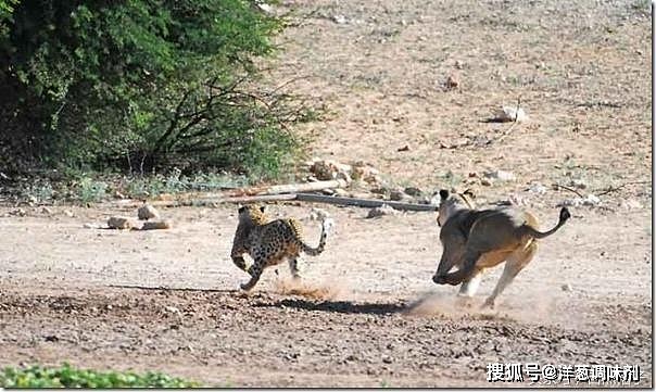 猫科动物中的“猫吃猫”：老虎吃豹子，豹子吃狞猫，狞猫吃薮猫 - 1