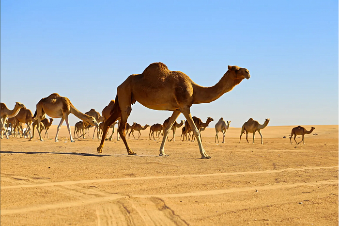 camels.png