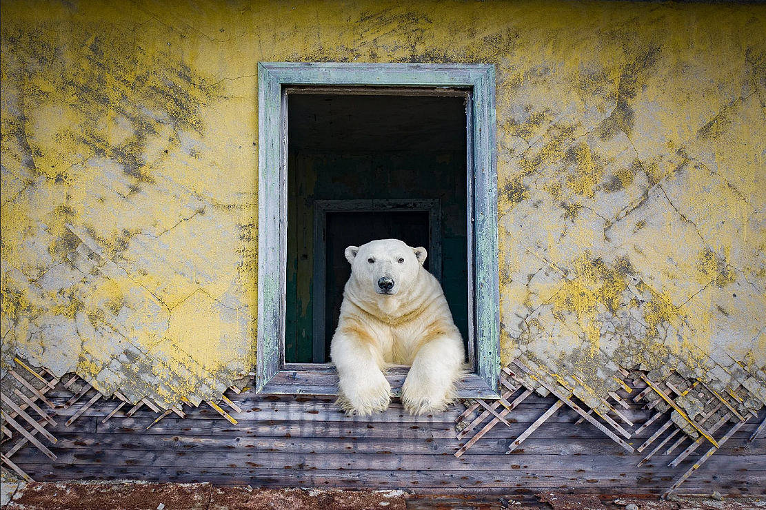 [组图]北极熊占领了废弃岛屿并搬进了空房子里 - 1