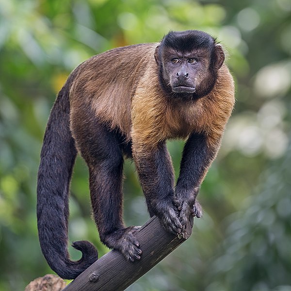 Tufted_capuchin_on_a_branch_in_Singapore.jpg