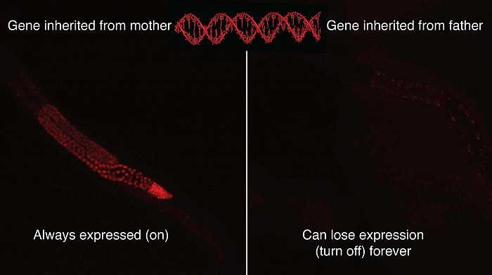 Gene-Expression-Mother-Father-DNA-2048x1144.jpg