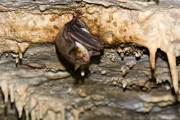 研究表明蝙蝠会模仿大黄蜂的嗡嗡声 以阻止猫头鹰的到来 - 1
