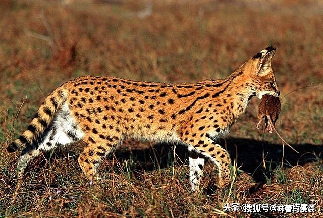 这种猫科动物被誉为小猎豹，天生4条大长腿，捕鼠能力让家猫羞愧 - 4