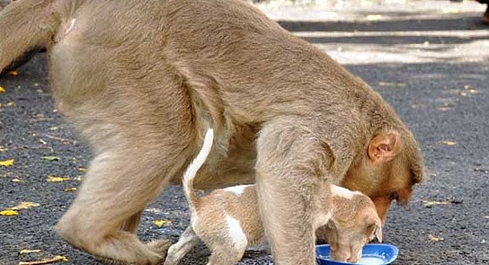 猴子偶然救了流浪狗，开启“养成模式”，网友：猴子都有狗了！ - 2
