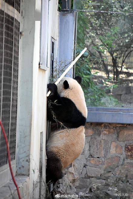 可爱！大熊猫爬墙越狱撞脸成都网红熊猫 - 9