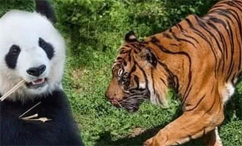 狮子与老虎为何宁愿饿死，也不敢去碰熊猫？看看熊猫在上古时叫啥 - 6