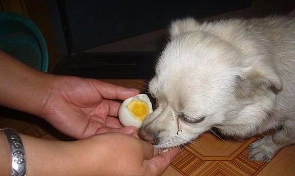 揭秘！狗狗蛋黄美毛的秘密：天天补充鸡蛋黄，就能帮狗狗美毛？ - 3