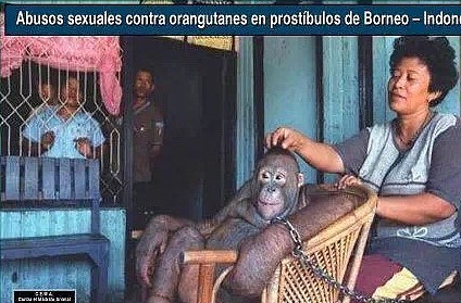 这只猩猩被迫成为人类的性奴，解救出来时，它一个举动让人落泪 - 1