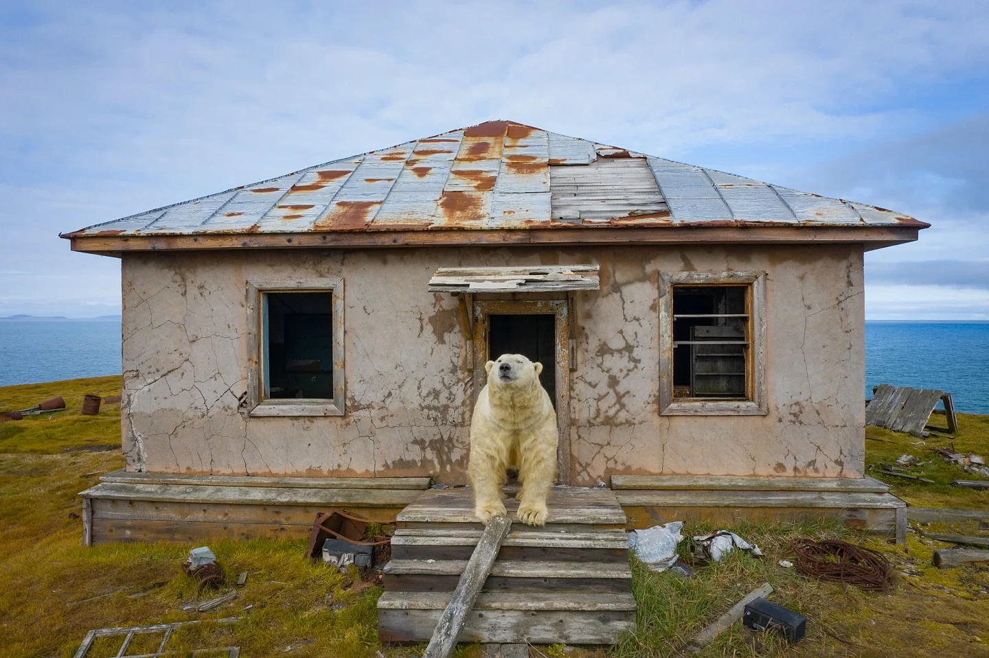 [组图]北极熊占领了废弃岛屿并搬进了空房子里 - 3