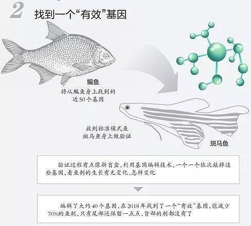 华中农大团队找到控制鱼刺生长的基因 - 3
