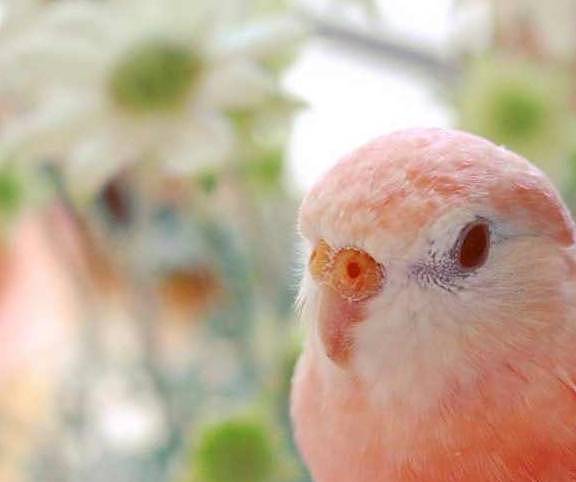 可爱的秋草鹦鹉，让人一整天都感到元气满满！甜美的像水蜜桃！ - 8